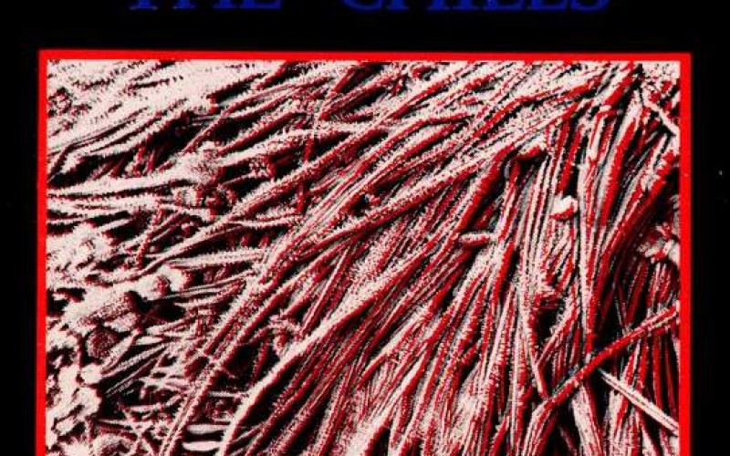 #15 The Chills – Pink Frost