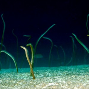 Nuorgam lähtee uimaan – 40 kappaletta räpiköinnistä