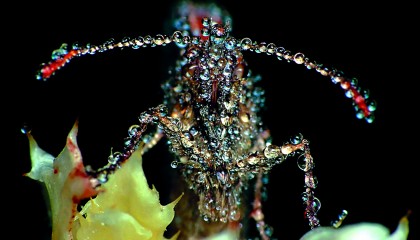 Gang Gang Dance – Eye Contact