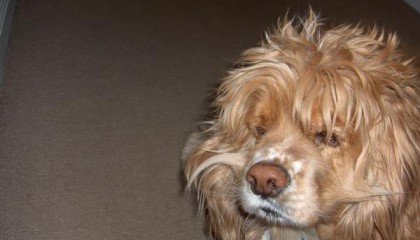 Tukkaa, tukkaa ja lisää tukkaa – heavya 1980-luvulta