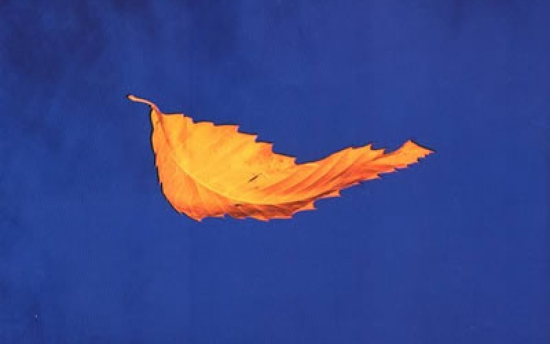 #4 New Order – True Faith