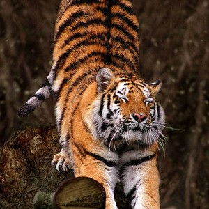 23 raidan tiikerikakku