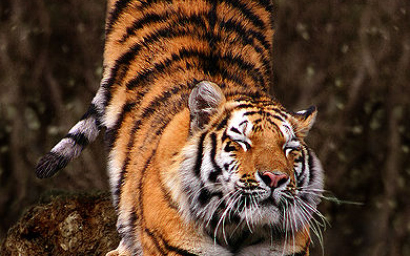 23 raidan tiikerikakku