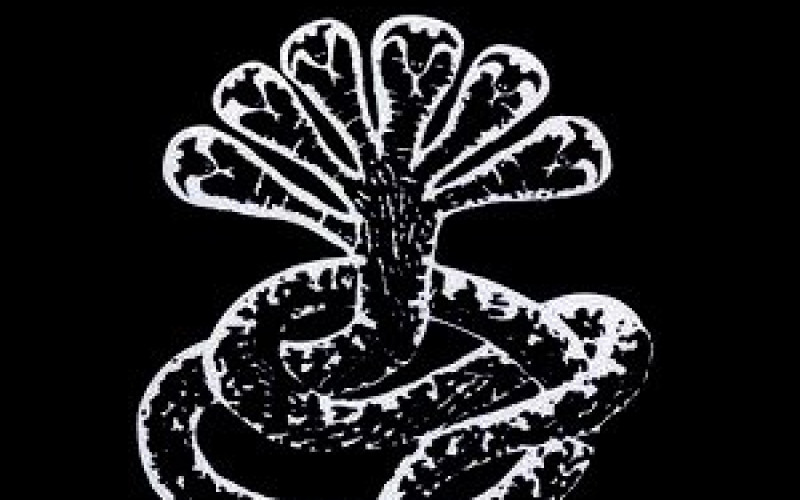 #30 Turbonegro – The Age of Pamparius