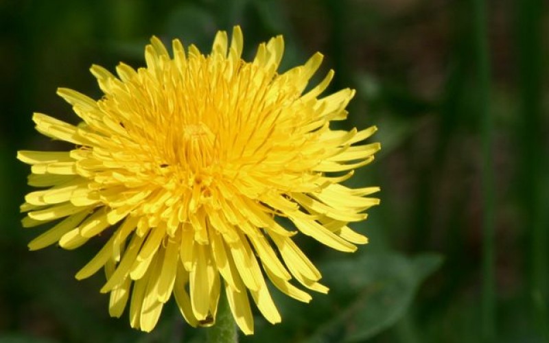 NRGM Spring Break 2011